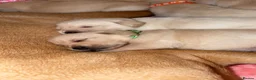 Goldador dogs for sale: 🐾 Stunning Goldador Puppies 🐾 - Advert 30
