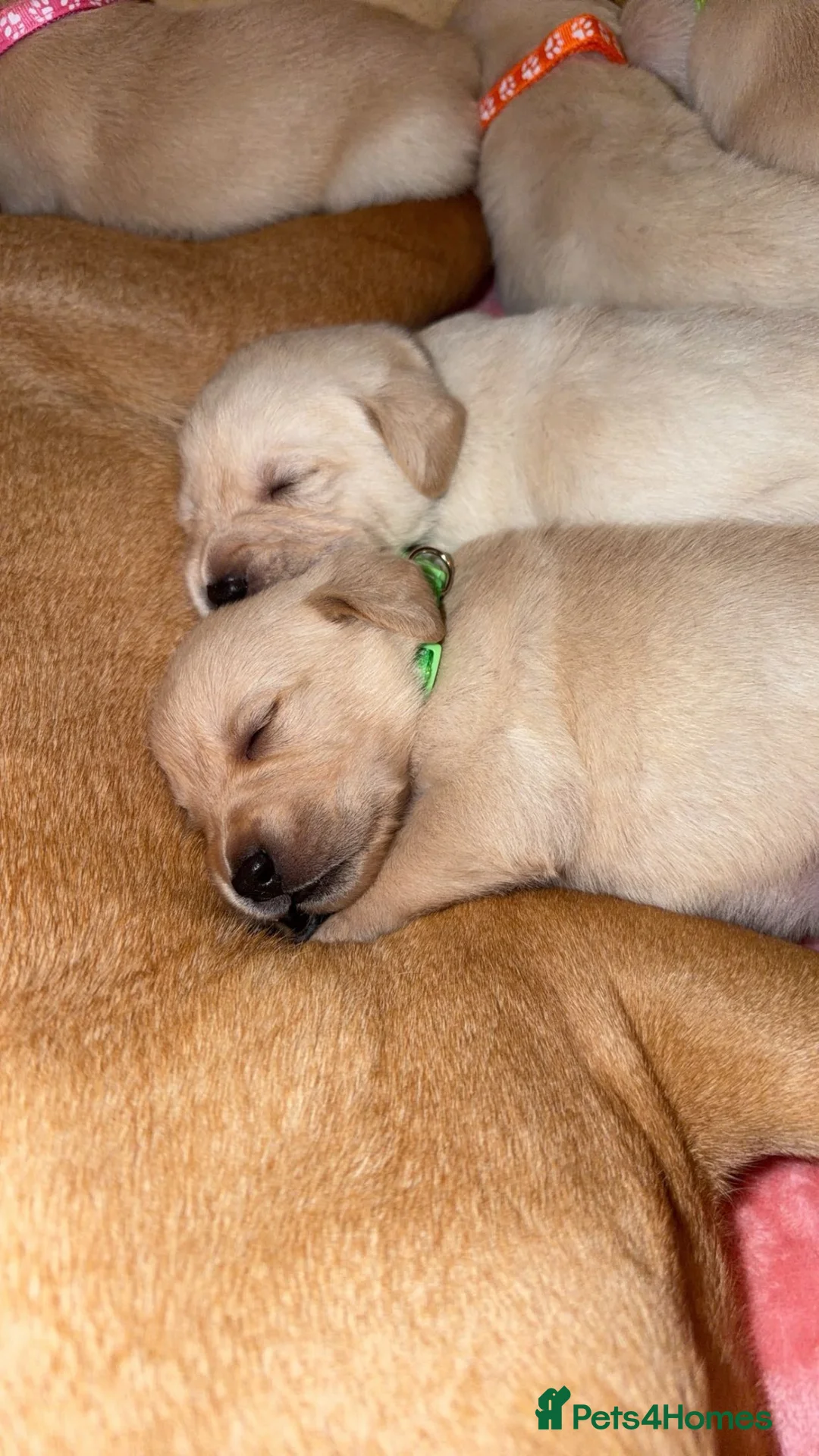 Goldador dogs for sale: 🐾 Stunning Goldador Puppies 🐾 - Advert 30