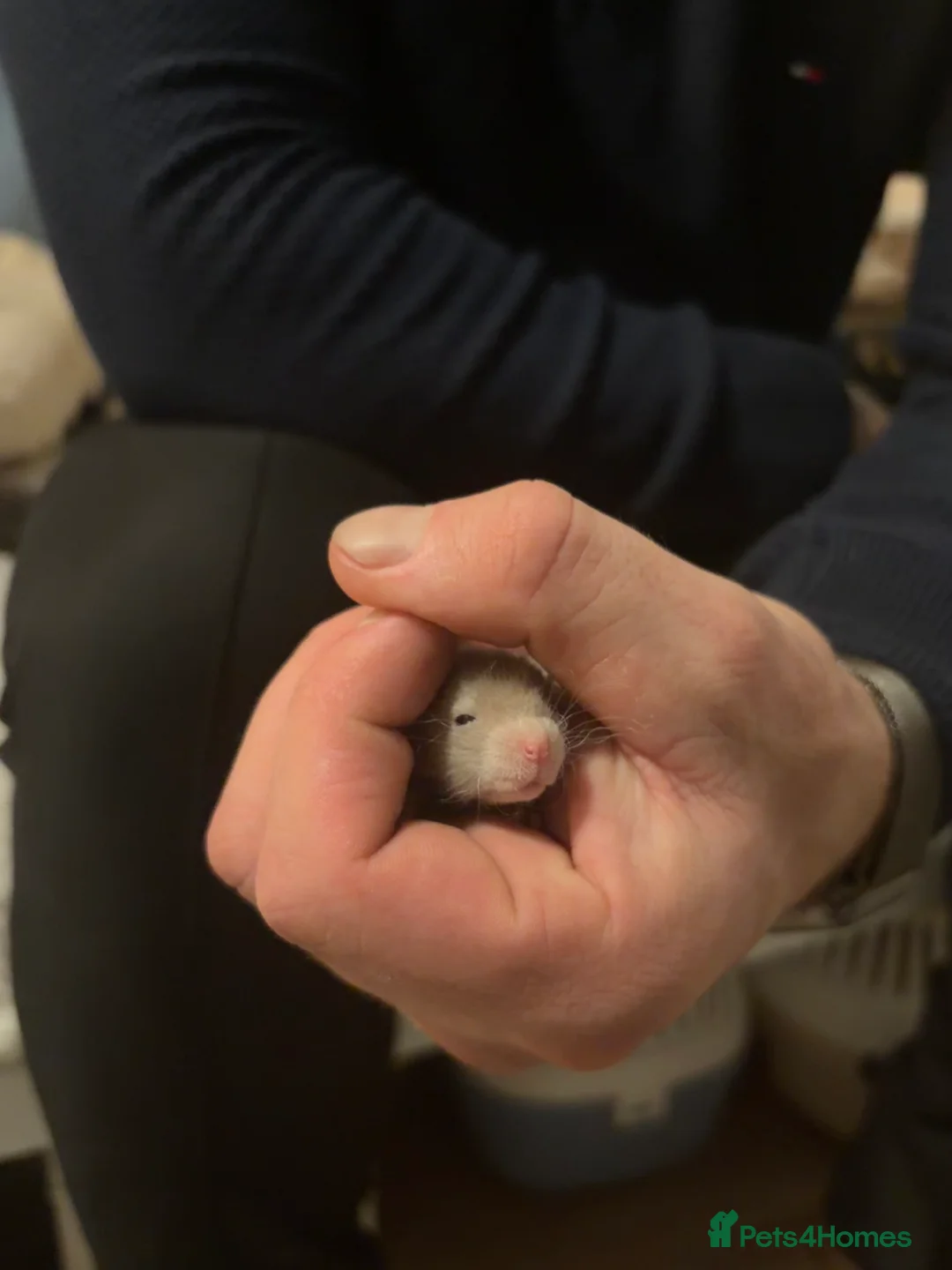 Rat rodents for sale: Baby rats looking for loving homes  - Advert 10