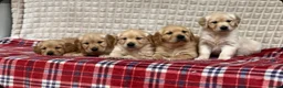 Golden Retriever dogs for sale: GORGEOUS GOLDEN RETRIEVER PUPPIES  in Carmarthen - Advert 6