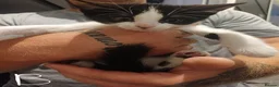 Mixed Breed cats for sale: Kittens for sale - Advert 9