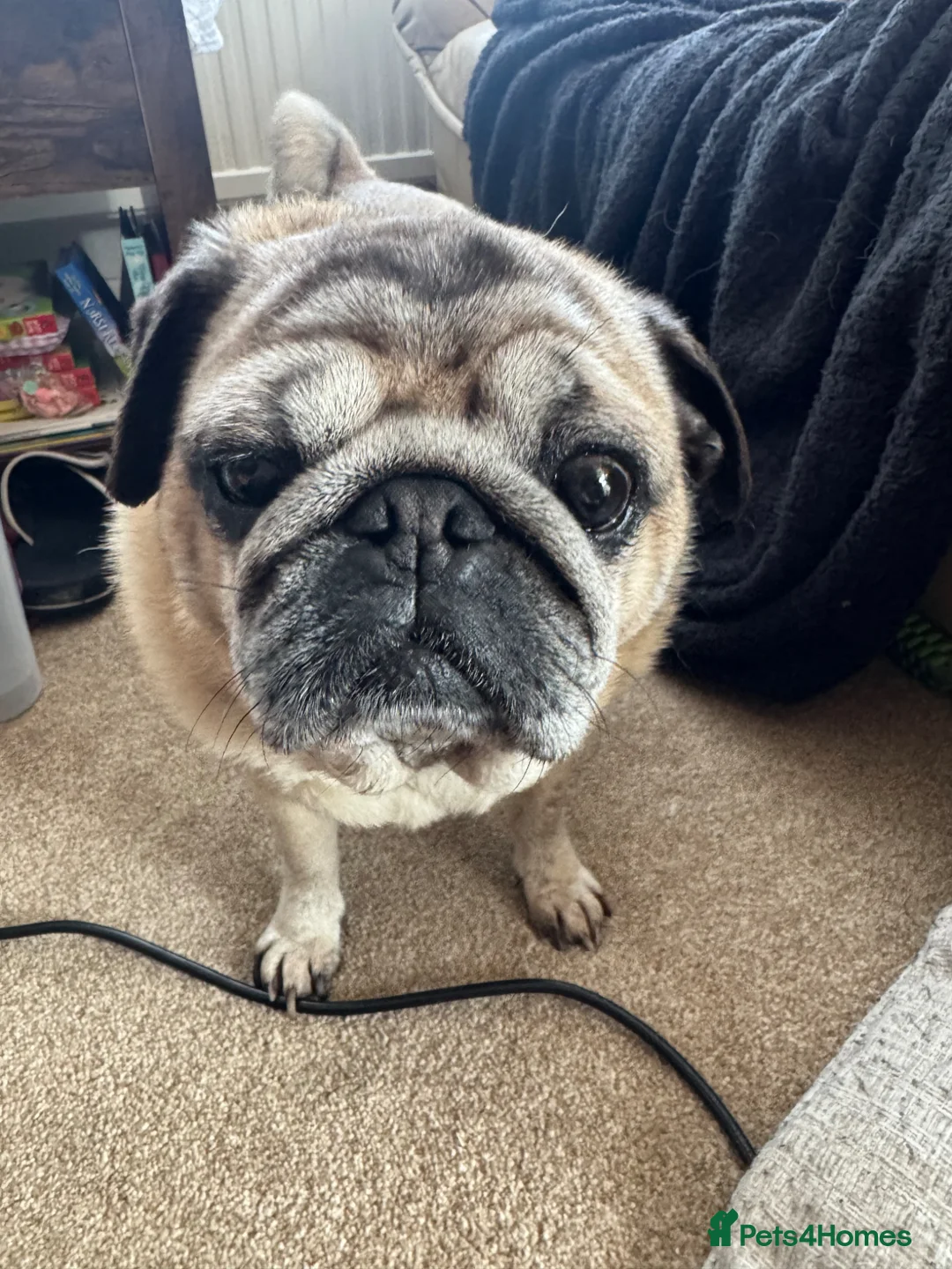 Pug dogs for sale: In need of a new home  in Neath - Advert 2