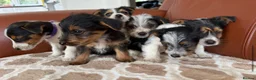Mixed Breed dogs for sale: Yorkshire terrier X Jack Russell in Harlow - Advert 18