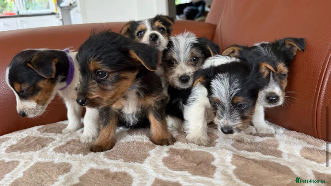 Mixed Breed dogs for sale: Yorkshire terrier X Jack Russell in Harlow - Advert 18