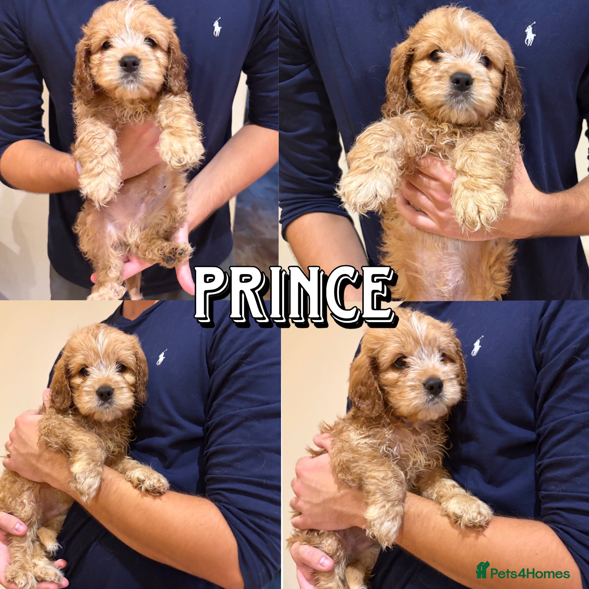 Cockapoo dogs ✨NOW READY 3 LEFT Golden Cockapoo Puppies✨ - Advert 2