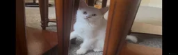 Mixed Breed cats for sale: Amazing Personalities  - Advert 5