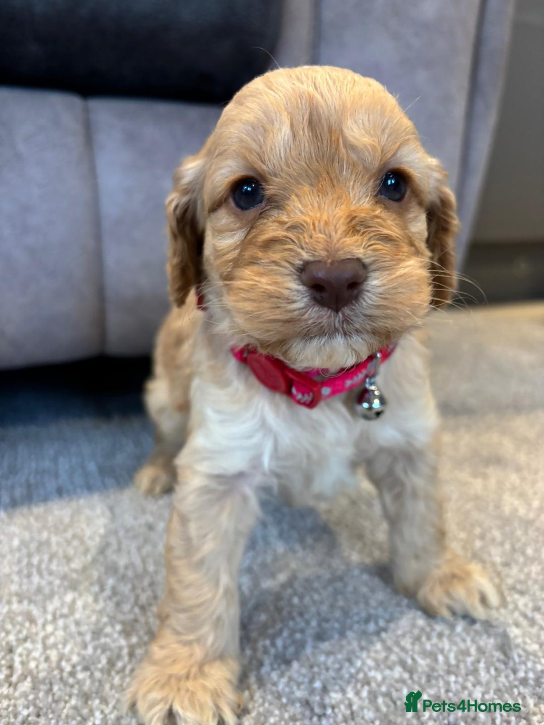 Cockapoo dogs for sale: Six stunning cockapoo puppies - Advert 22