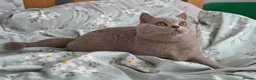 British Shorthair cats for sale: 🏆GCCF Registered BSH Active Lilac Girl🏆 - Advert 2
