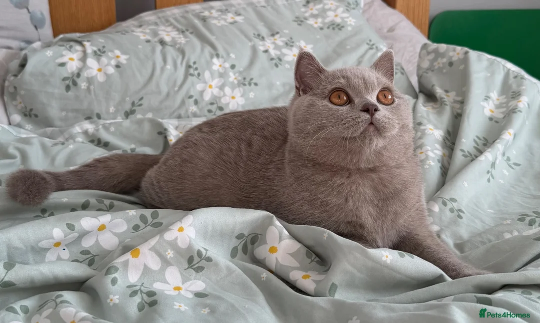 British Shorthair cats for sale: 🏆GCCF Registered BSH Active Lilac Girl🏆 - Advert 2