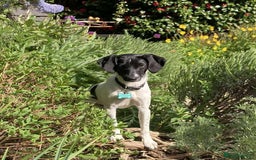 Mixed Breed dogs for adoption: STELLA - Small 10 mth old Pocket Pointer type girl - Image 3
