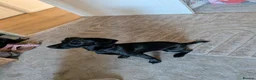 Patterdale Terrier dogs for sale: Our beautiful paterdale girl is for sale in Middlesbrough - Advert 3