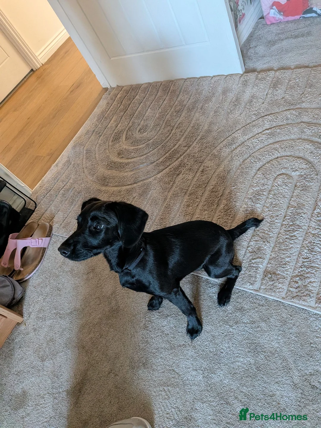 Patterdale Terrier dogs for sale: Our beautiful paterdale girl is for sale in Middlesbrough - Advert 3