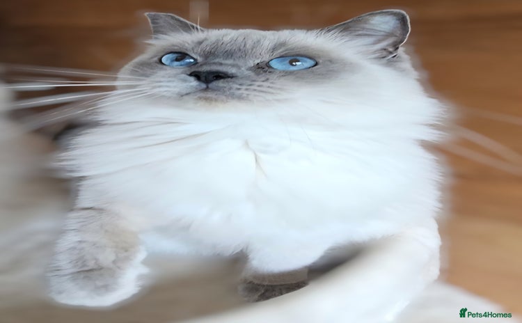 Ragdoll cats - Advert 4
