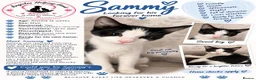 Mixed Breed cats for adoption: Kitten rescue  - Advert 1