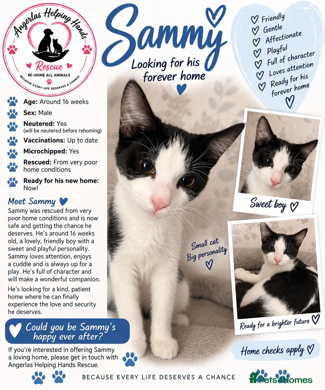 Mixed Breed cats for adoption: Kitten rescue  - Advert 1
