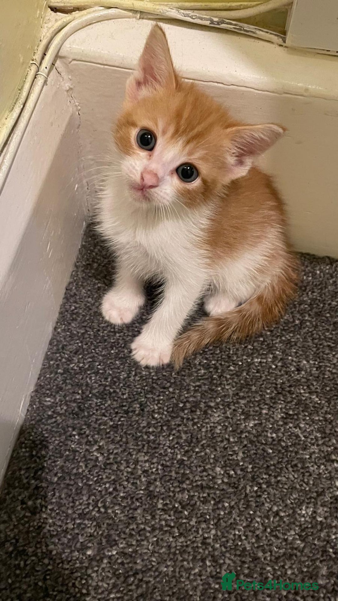 Maine Coon cats for sale: Lovely kitten's needing homes - Image 6