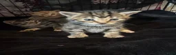 Mixed Breed cats for sale: 3 beautiful little kittens - Advert 10