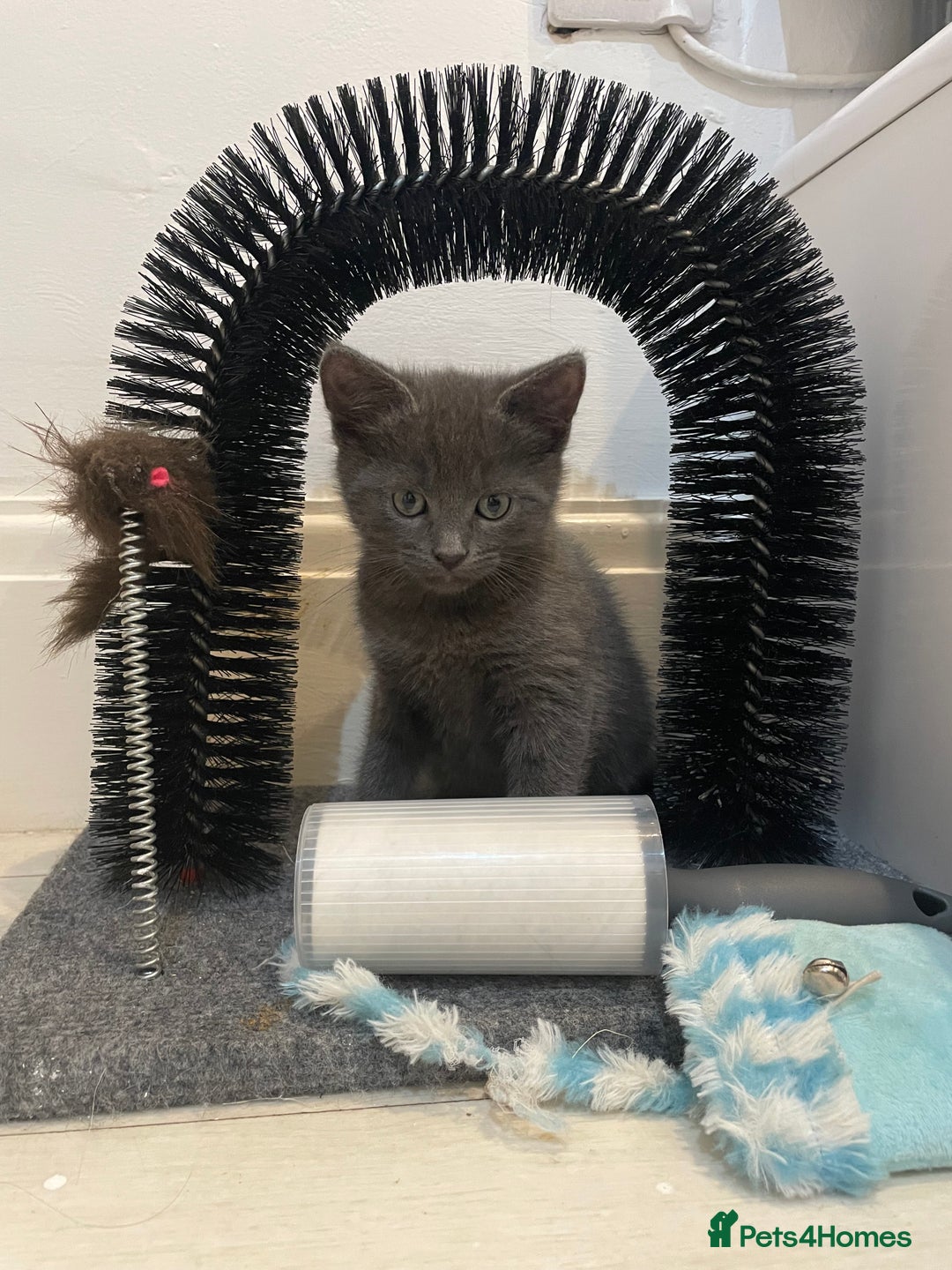 Russian Blue cats for sale: Russian blue x Ragdoll boy kitten  - Image 5