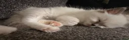 Ragdoll cats for sale: 🐾💙 GORGEOUS RAGDOLL KITTENS  - Advert 12