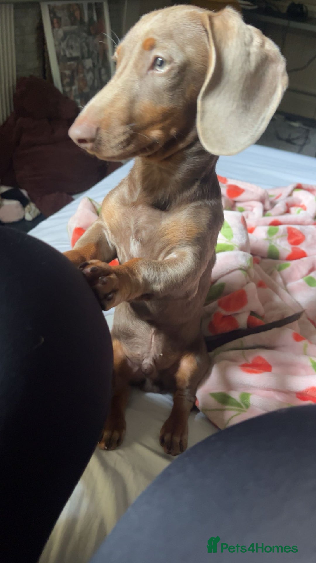 Miniature Dachshund dogs for sale: 10 month old Isabella Dachshund  - Advert 2