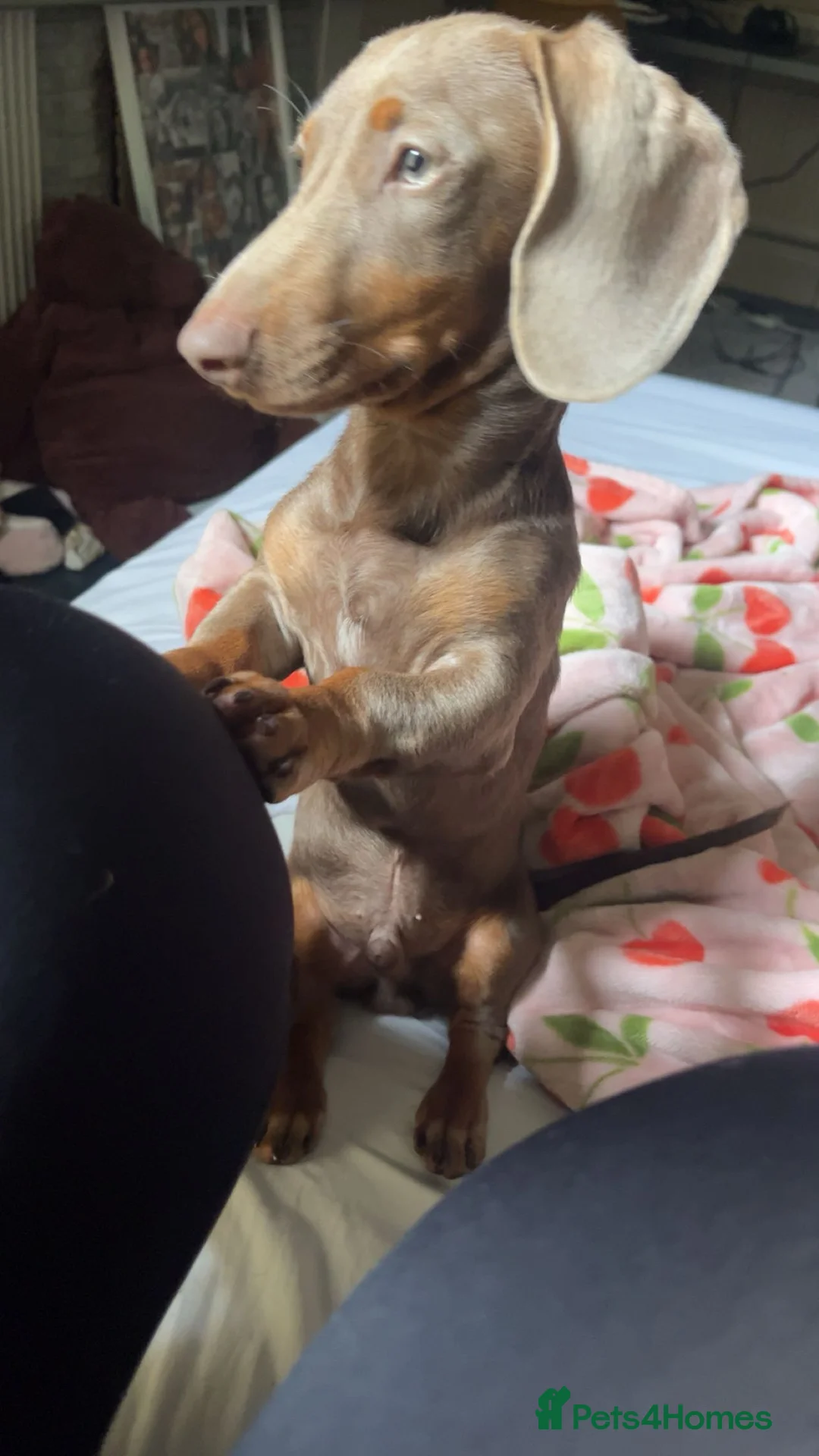 Miniature Dachshund dogs for sale: 10 month old Isabella Dachshund  - Advert 2