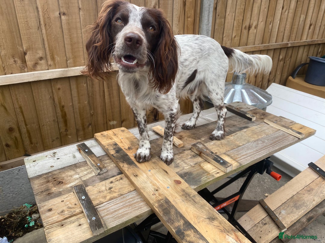 Cocker Spaniel dogs for stud: Crazy Cocker spaniel for studding. in Kettering - Image 14