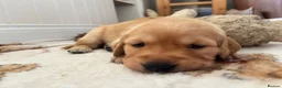 Golden Retriever dogs for sale: Golden Retriever Pup's for sale. - Advert 16