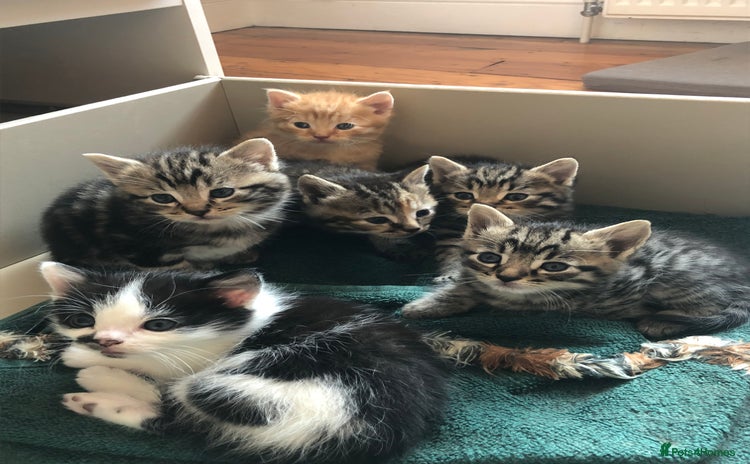Mixed Breed cats - Advert 7