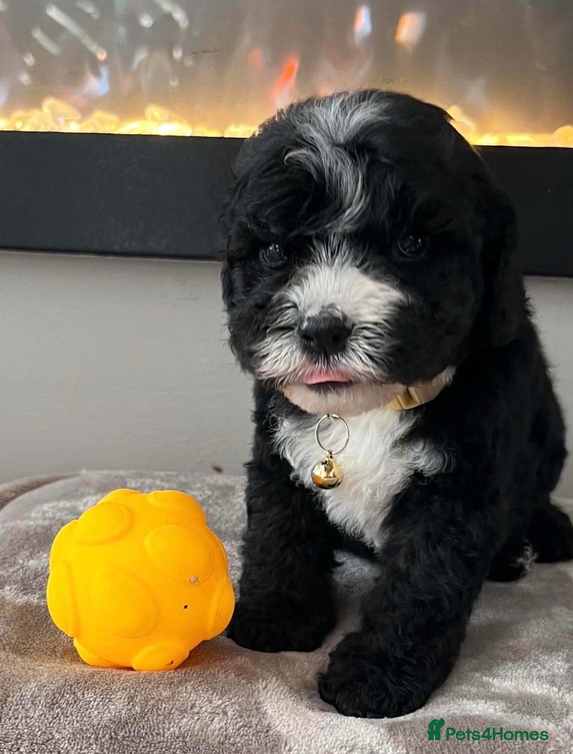 Sheepadoodle dogs Miniature Sheepadoodles - Advert 8