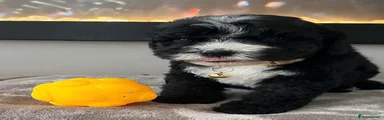 Sheepadoodle 3
