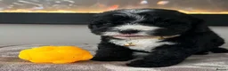 Sheepadoodle dogs for sale: Miniature Sheepadoodles - Advert 36