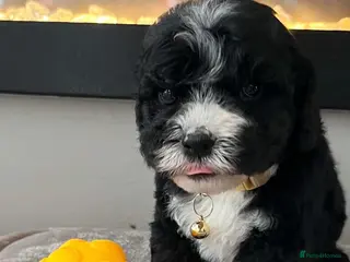Sheepadoodle dogs Miniature Sheepadoodles - Advert 14
