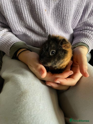 Gallery Image {{count}}