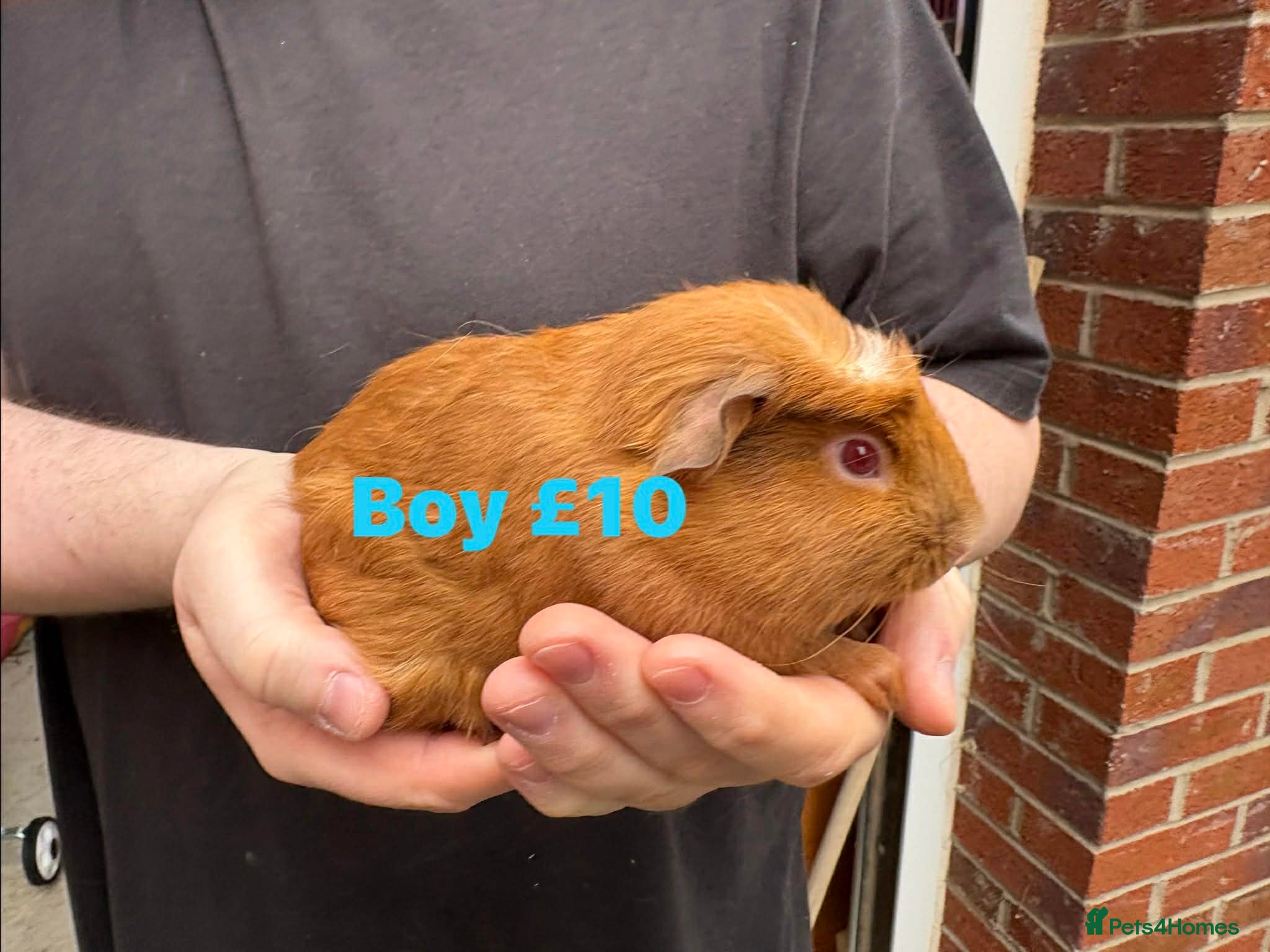 Guinea Pig rodents Some Ready to leave - Male Guinea pigs  - Advert 15