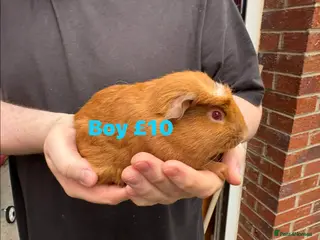 Guinea Pig rodents Some Ready to leave - Male Guinea pigs - Advert 15