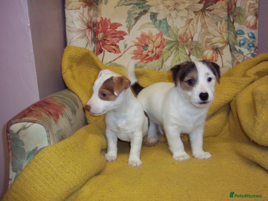 Jack Russell dogs for sale: Jack Russell pure bred Puppies for Sale - Advert 1