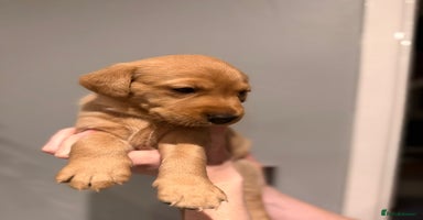 Labrador Retriever dogs - Advert 11