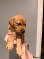 Labrador Retriever dogs - Advert 4