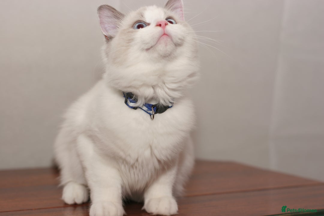 Ragdoll cats for sale: Last 1 Ragdoll kittens TICA registered boy - Advert 23