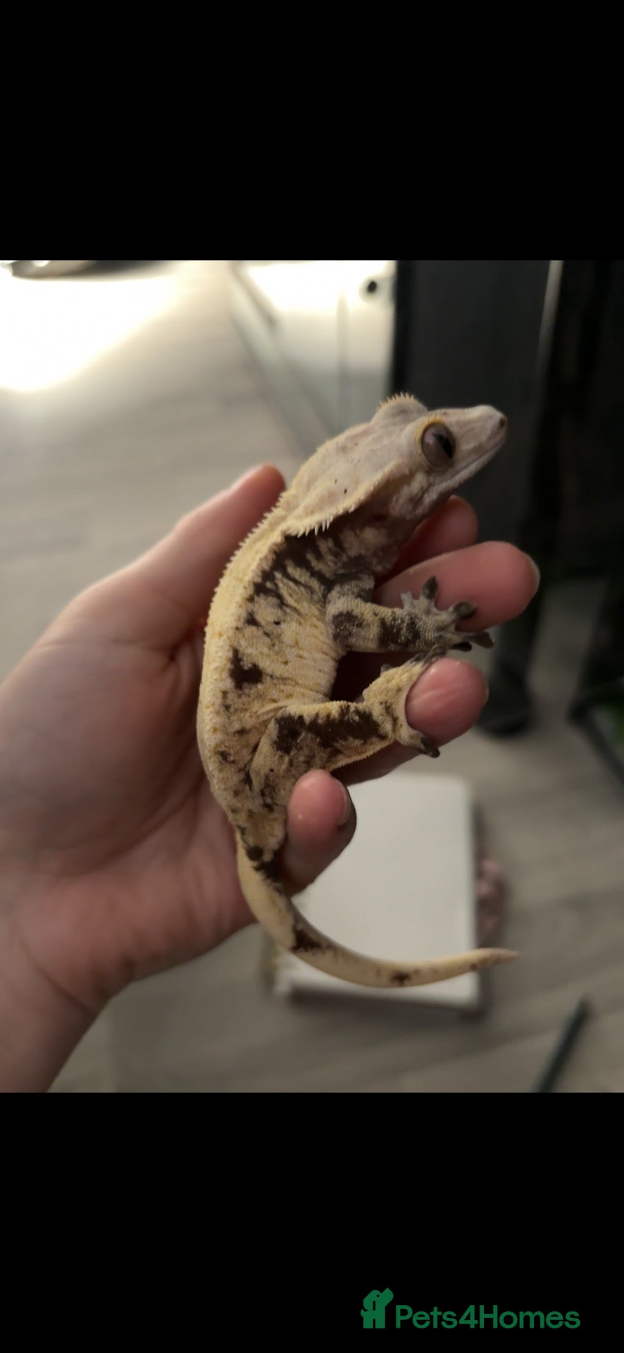 Gecko reptiles Female crested gecko  - Advert 1