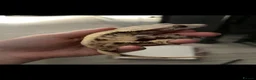 Gecko reptiles for sale: Female crested gecko  - Advert 1