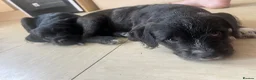 Mixed Breed dogs for sale: Last Pup Seeking Forever Home - Advert 9