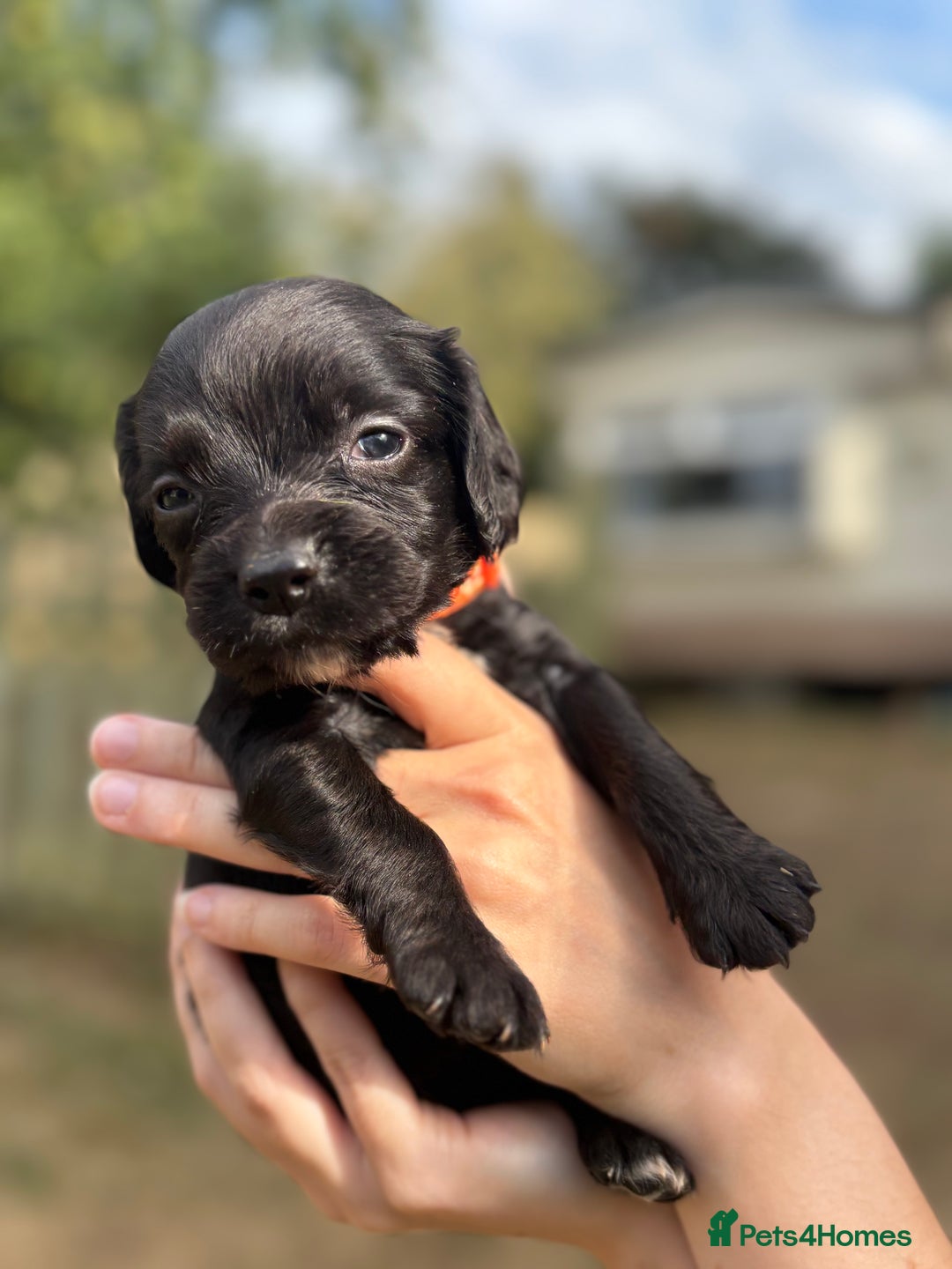 Sprocker dogs for sale: Sprocker Puppies - Image 8