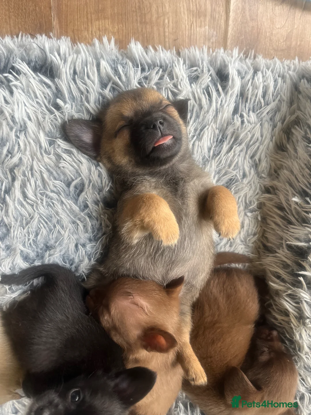 Pomchi dogs for sale: 🐶 Beautiful Pomchi pup – 🐶 - Advert 1