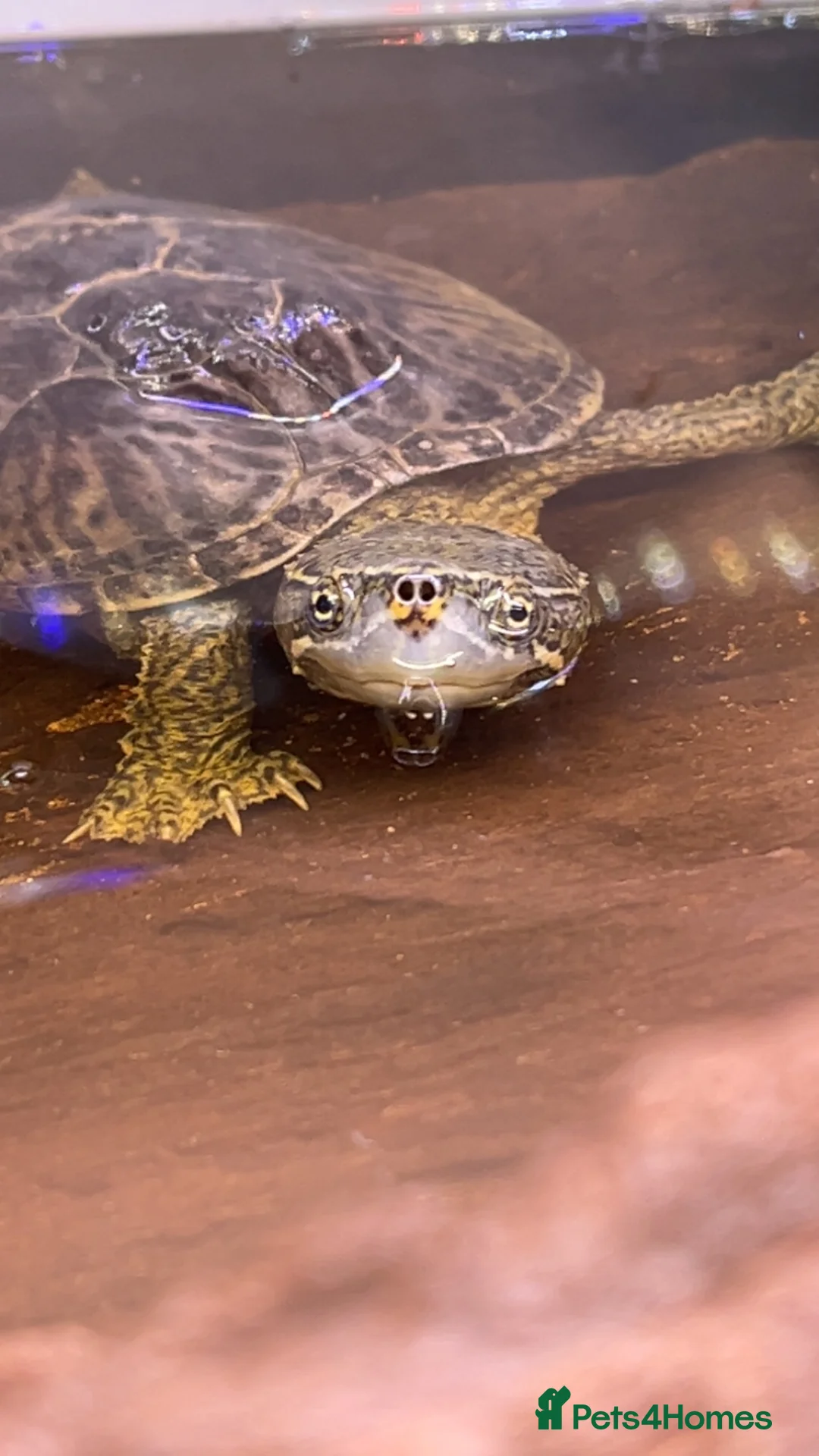 Terrapin reptiles for sale: Musk turtle  - Advert 3