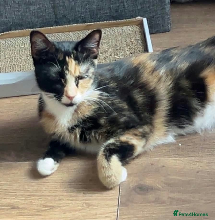 Mixed Breed cats Adorable male Kittens - Advert 1