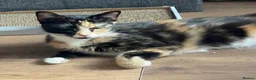 Mixed Breed cats for sale: Adorable male Kittens in Crewe - Advert 1
