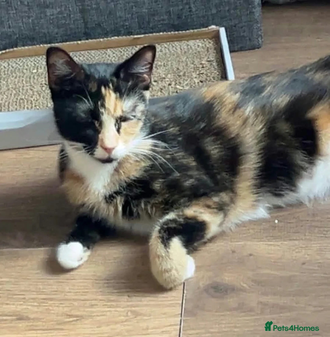 Mixed Breed cats for sale: Adorable male Kittens in Crewe - Advert 1