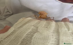 Bearded Dragon reptiles for sale: Looking for a snake,bearded dragon or gecko (free) - Image 1