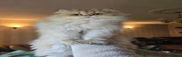 British Longhair cats for sale: British longhair Female very loving - Advert 4